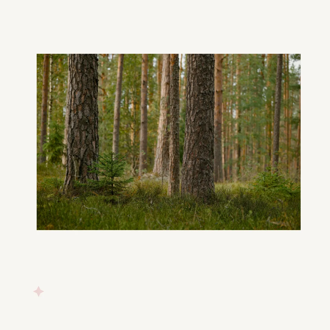 skog